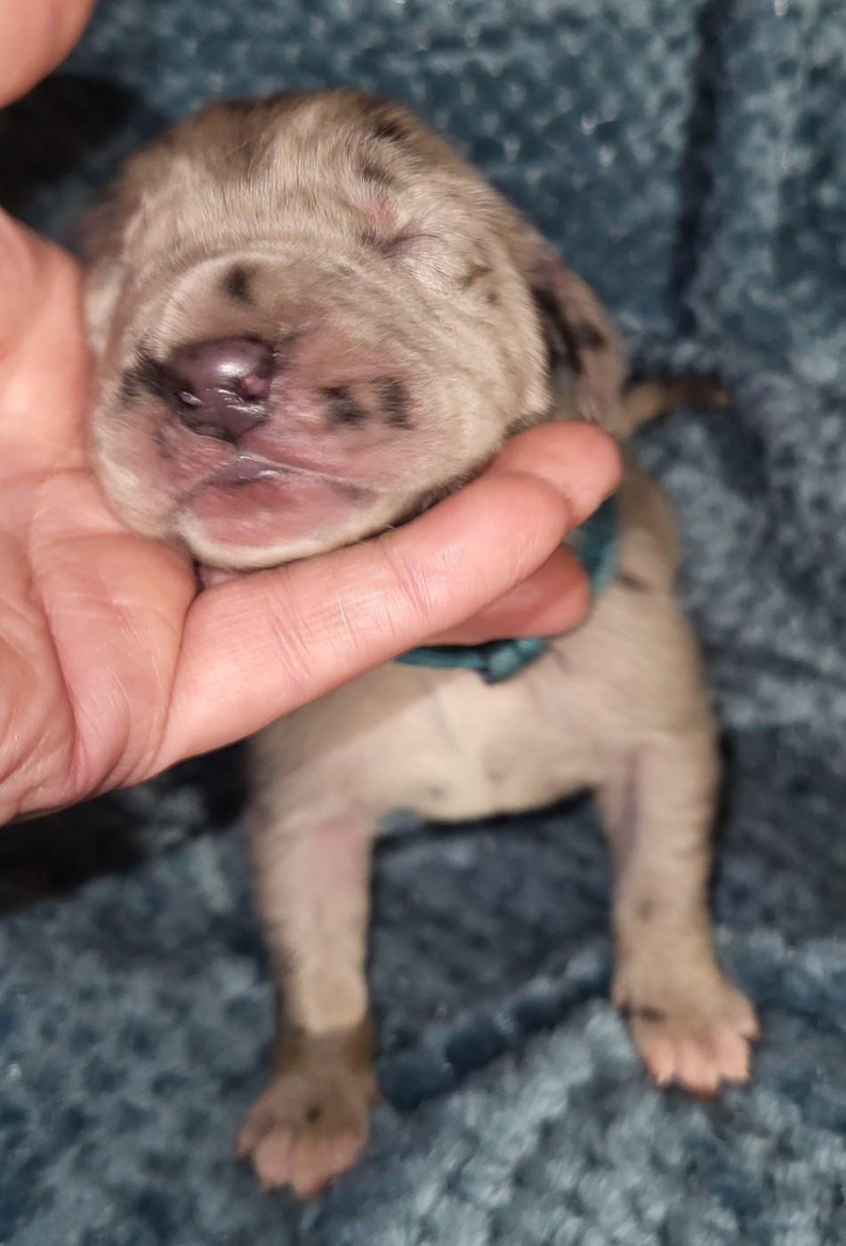 Des Terres Du Grazo - Chiots disponibles - Dogue allemand