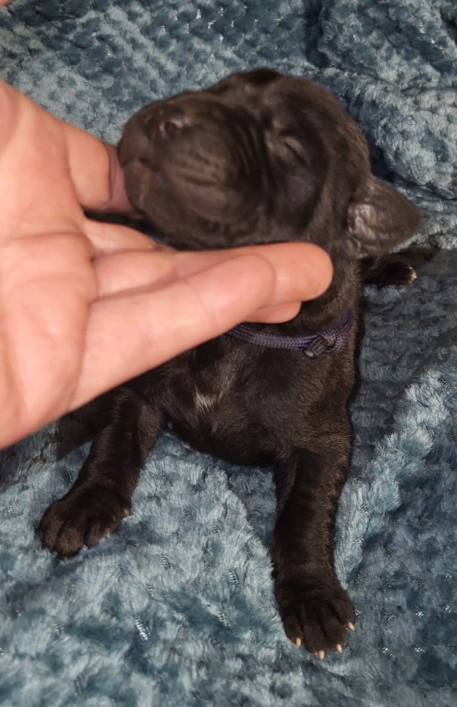 Des Terres Du Grazo - Chiots disponibles - Dogue allemand