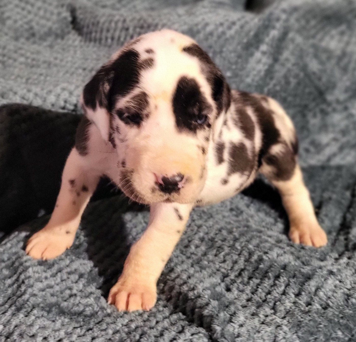 Des Terres Du Grazo - Chiots disponibles - Dogue allemand