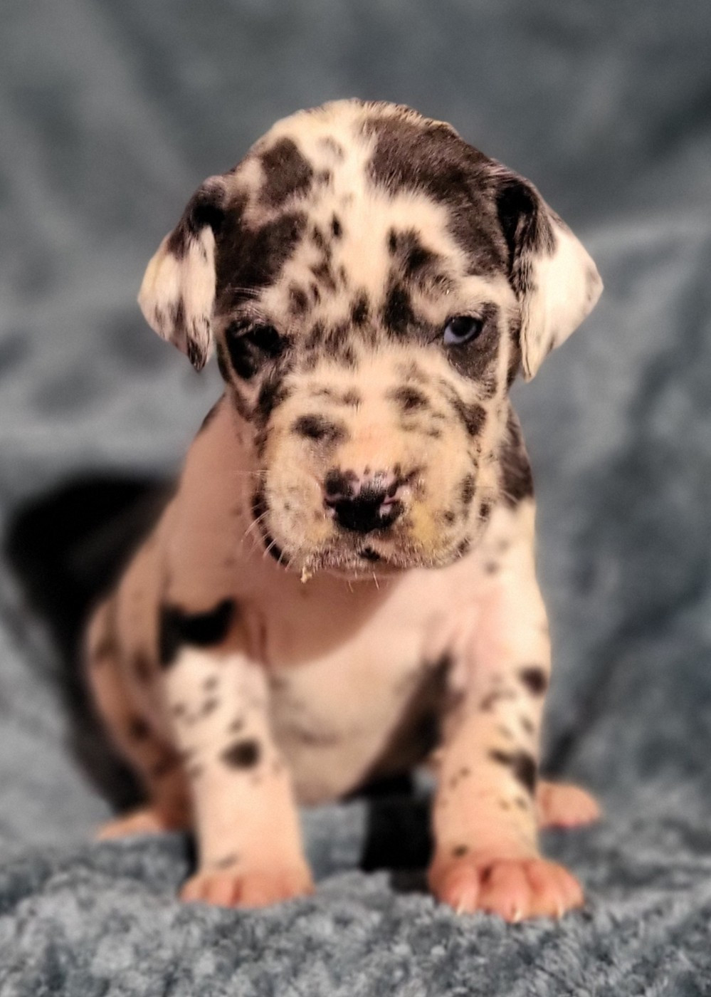 Des Terres Du Grazo - Chiots disponibles - Dogue allemand