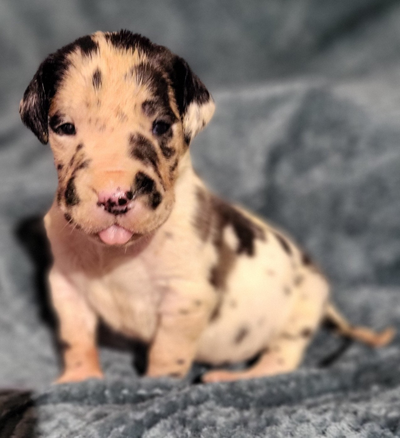 Des Terres Du Grazo - Chiots disponibles - Dogue allemand