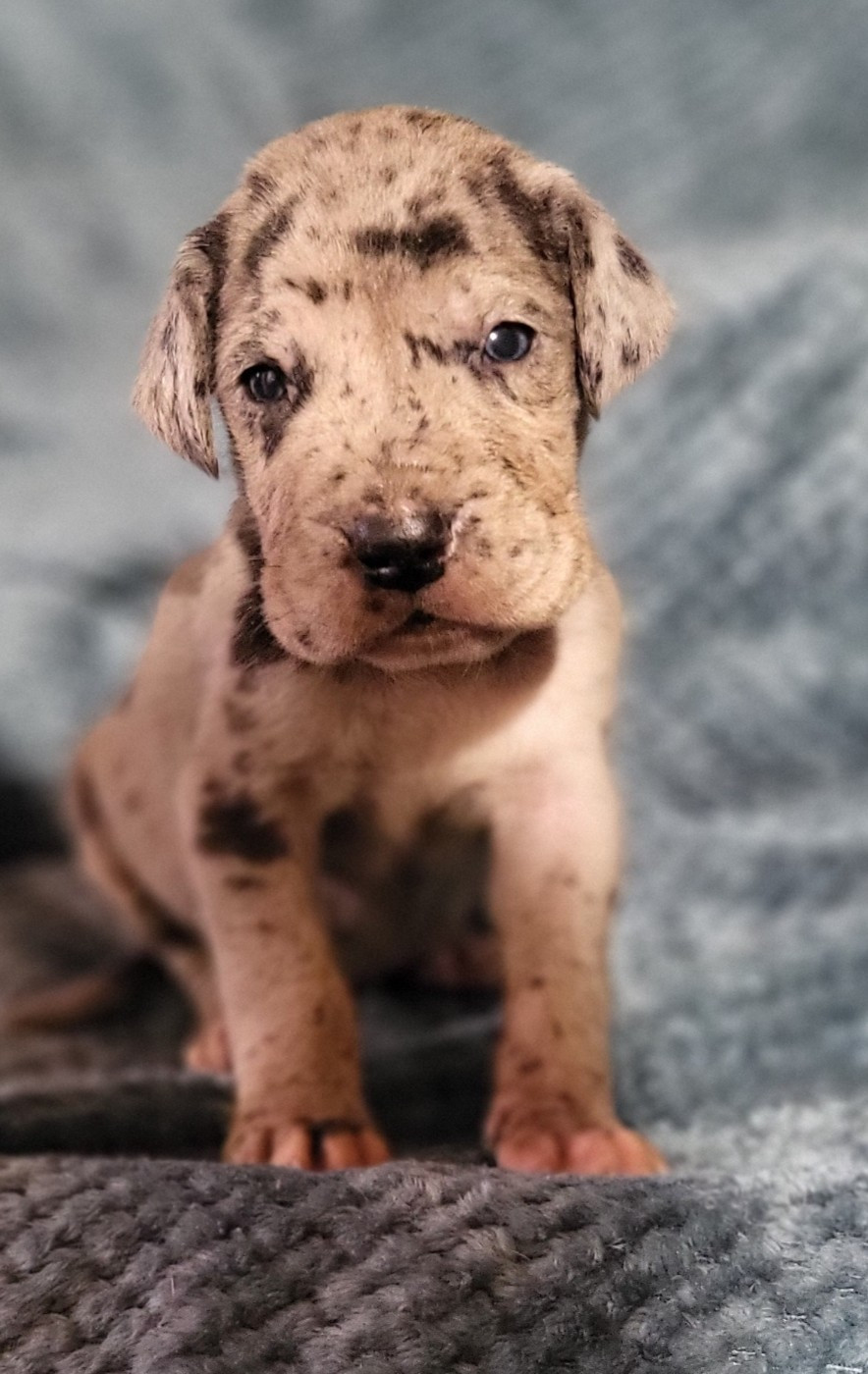 Des Terres Du Grazo - Chiots disponibles - Dogue allemand