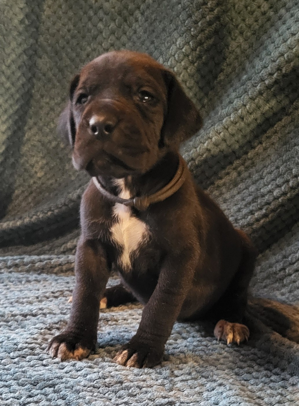 Des Terres Du Grazo - Chiots disponibles - Dogue allemand