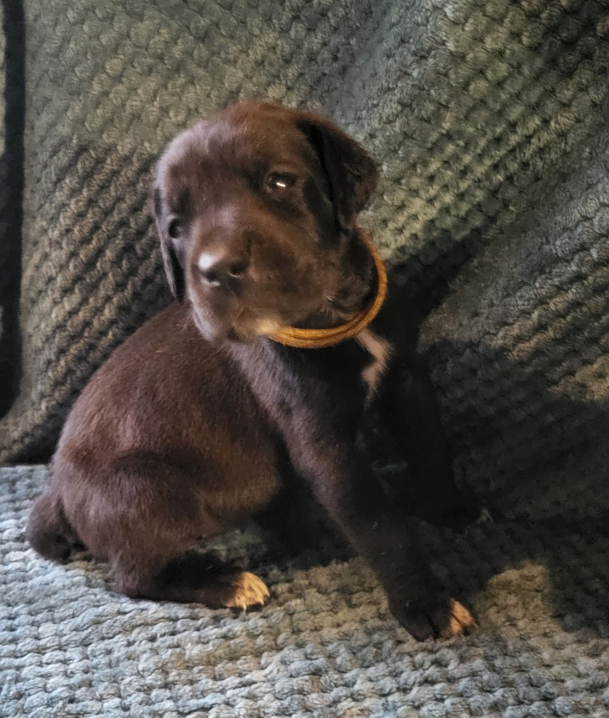 Des Terres Du Grazo - Chiots disponibles - Dogue allemand