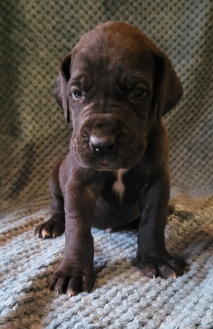 Des Terres Du Grazo - Chiots disponibles - Dogue allemand