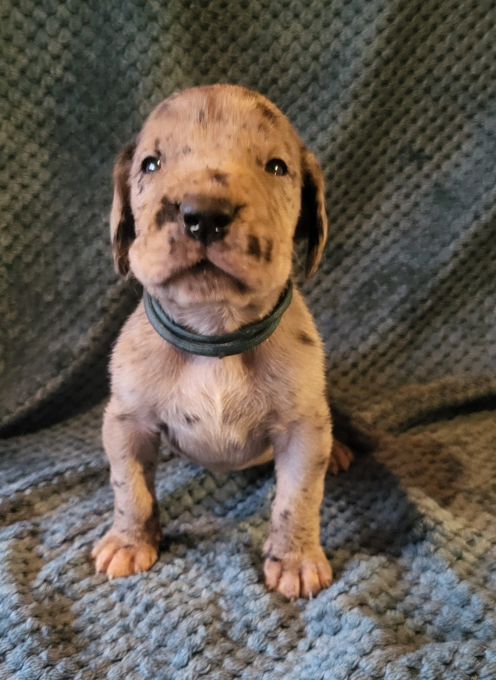 Des Terres Du Grazo - Chiots disponibles - Dogue allemand