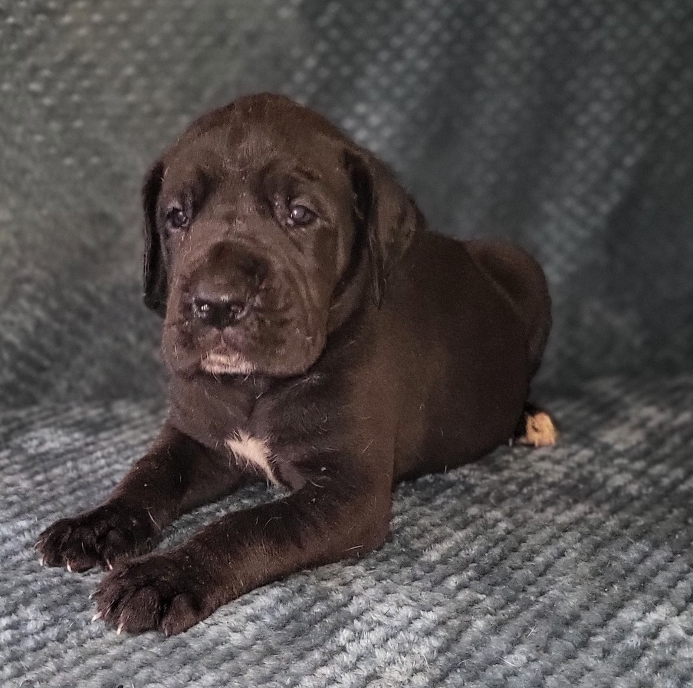 Des Terres Du Grazo - Chiots disponibles - Dogue allemand