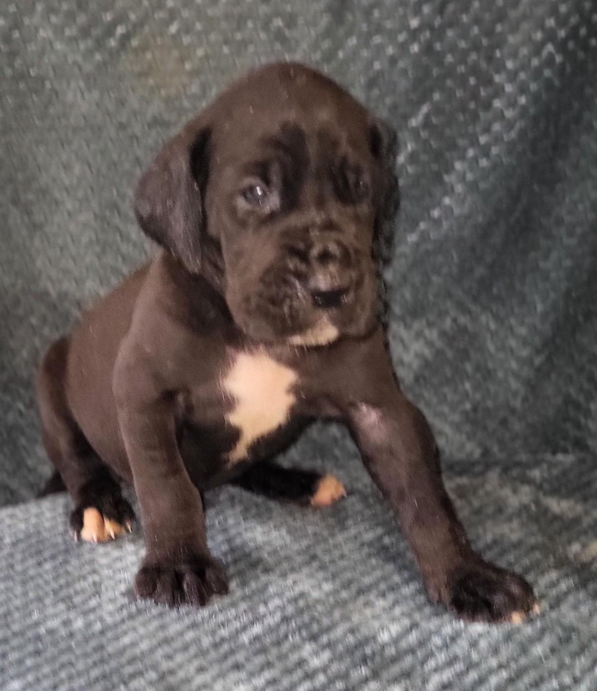 Des Terres Du Grazo - Chiots disponibles - Dogue allemand