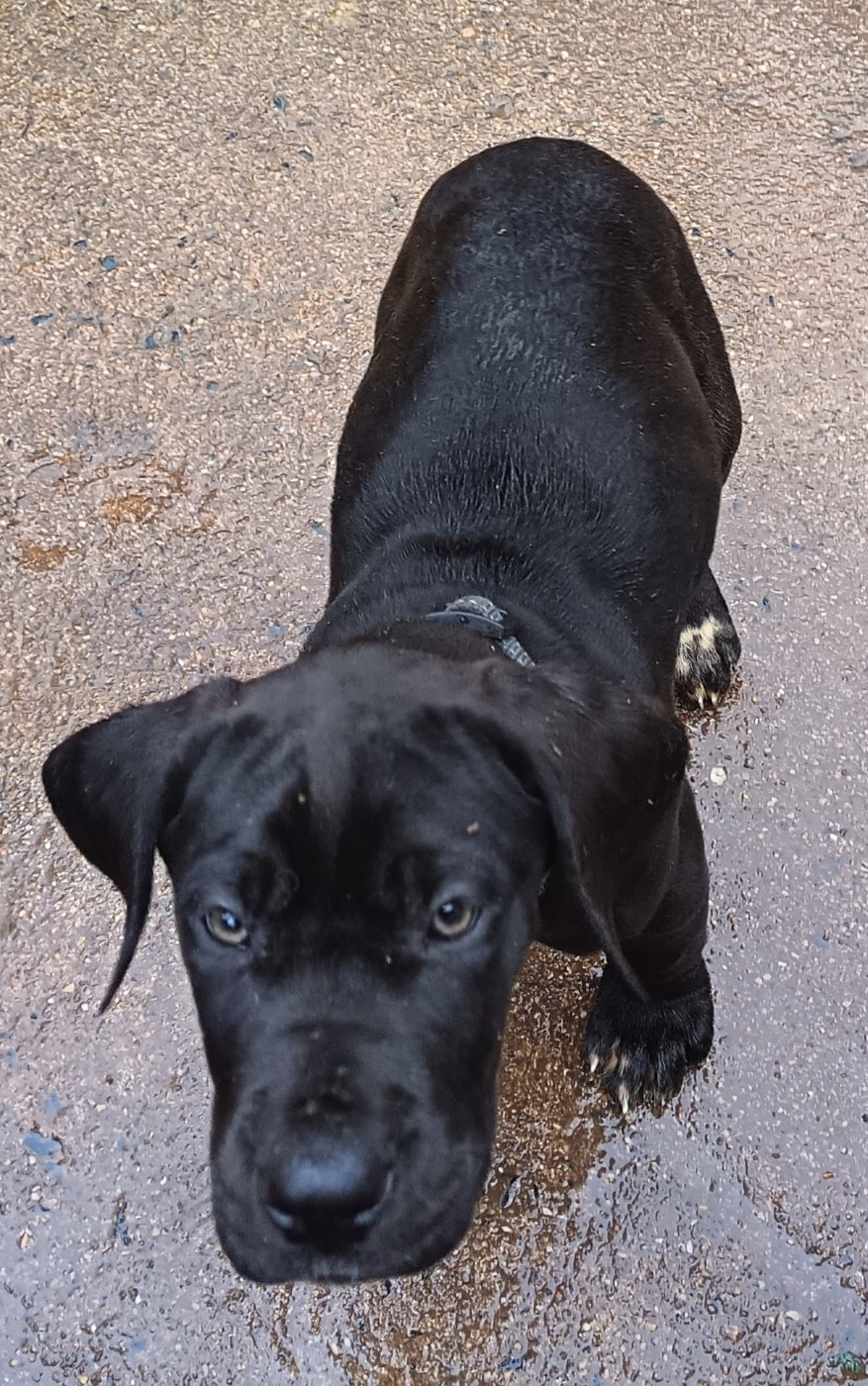 Des Terres Du Grazo - Chiots disponibles - Dogue allemand