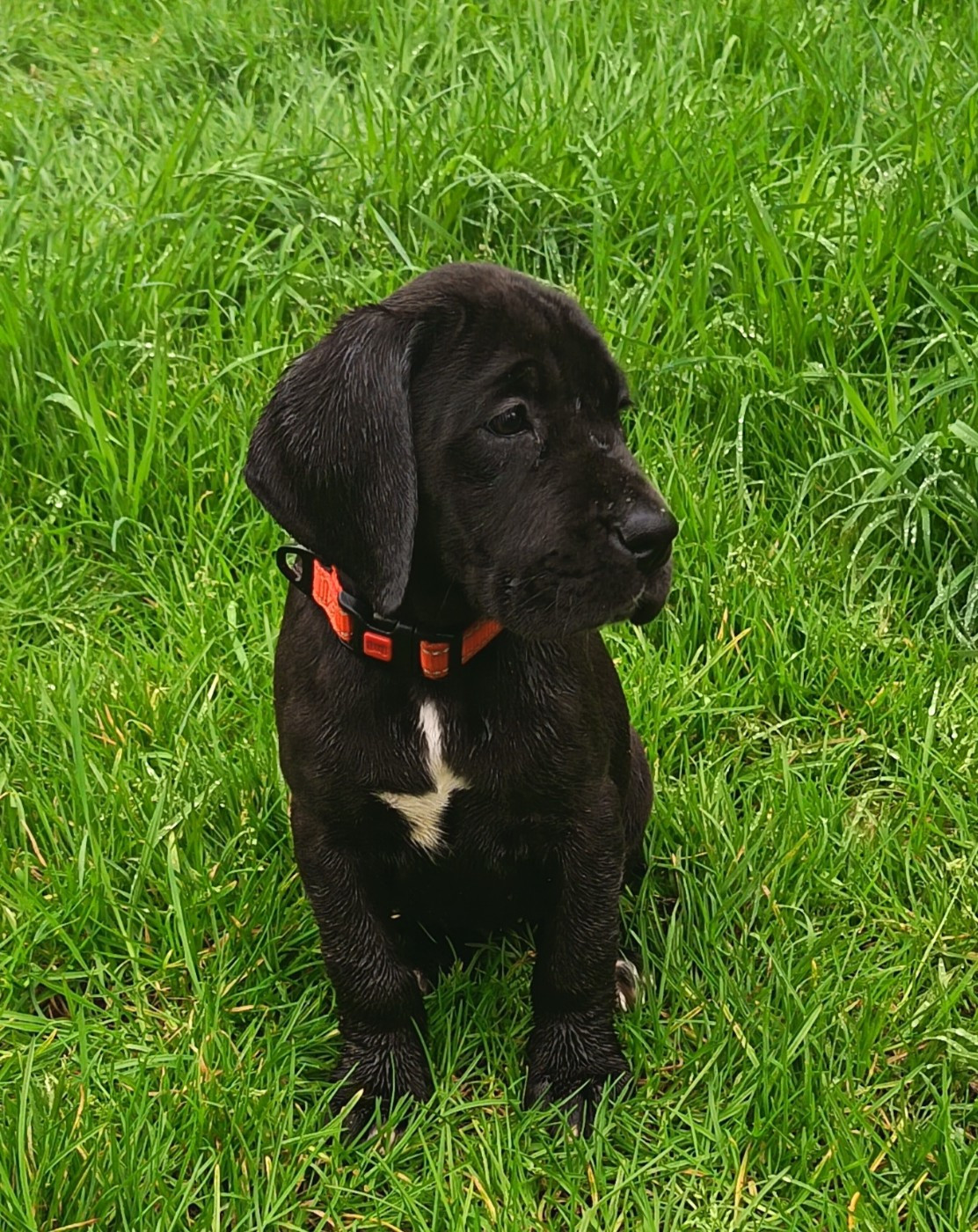 Des Terres Du Grazo - Chiots disponibles - Dogue allemand