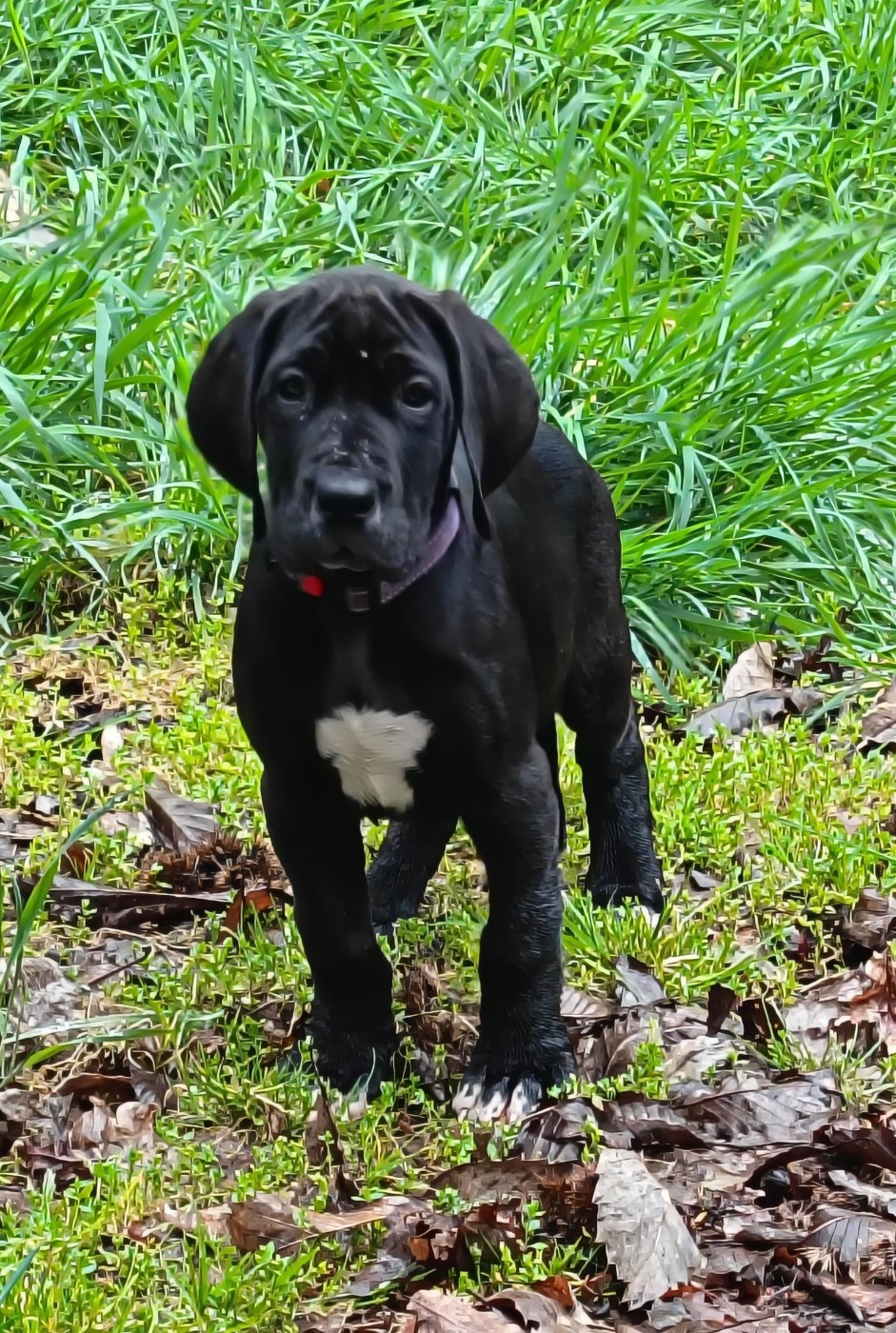 Des Terres Du Grazo - Chiots disponibles - Dogue allemand