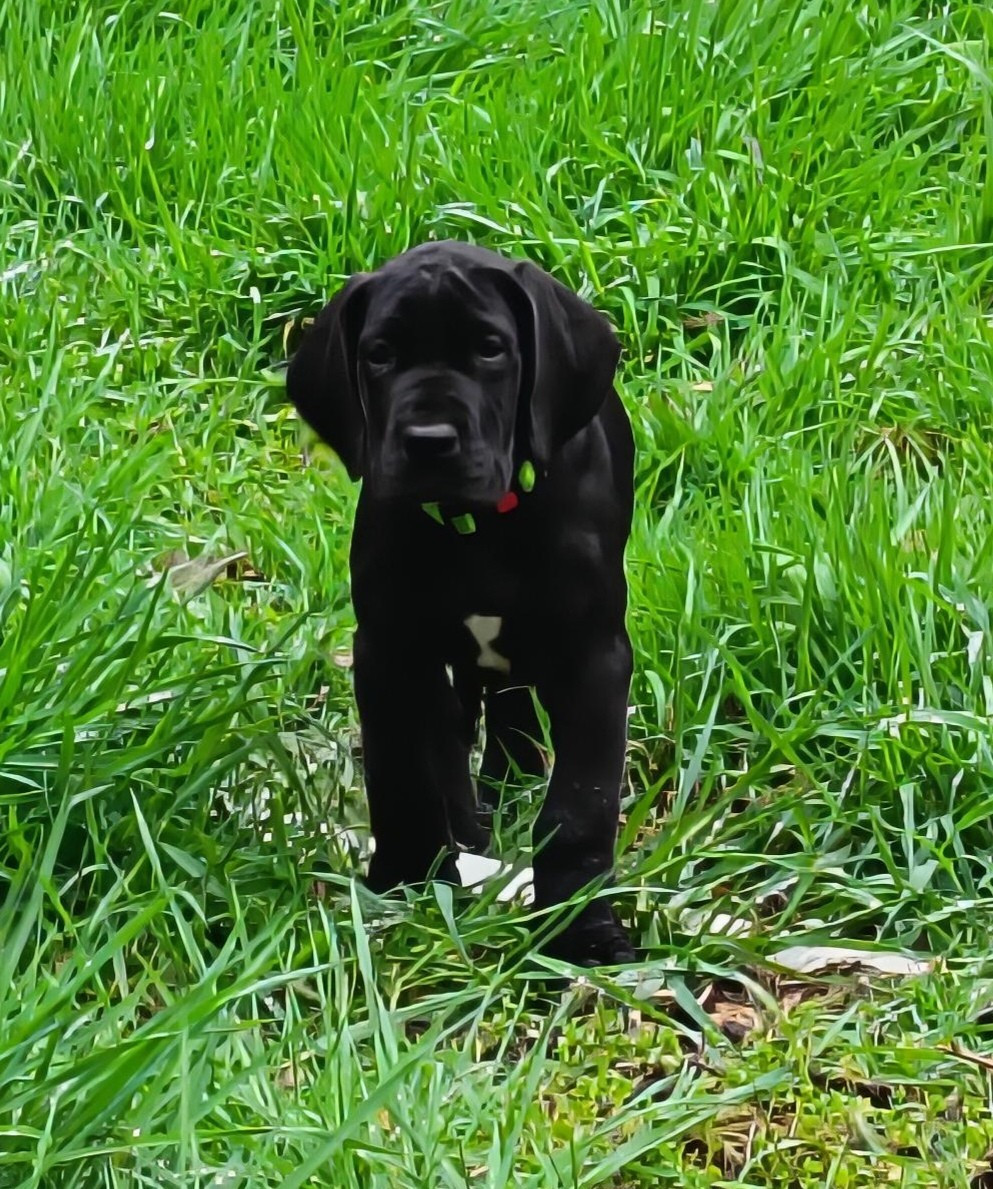 Des Terres Du Grazo - Chiots disponibles - Dogue allemand