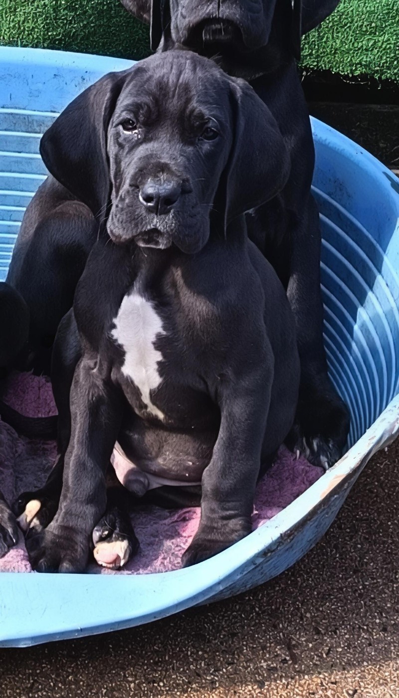 Des Terres Du Grazo - Chiots disponibles - Dogue allemand