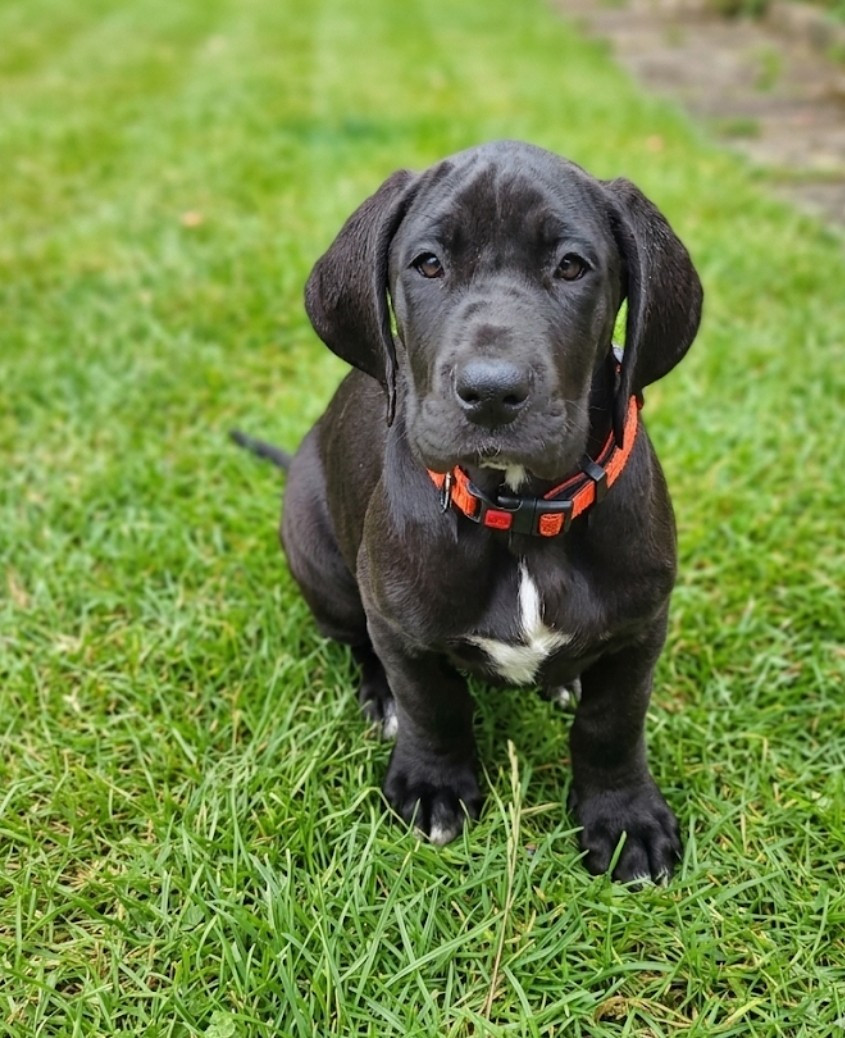 Des Terres Du Grazo - Chiots disponibles - Dogue allemand