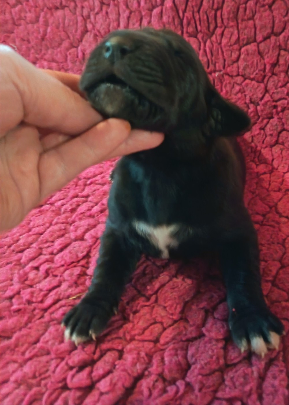 Des Terres Du Grazo - Chiots disponibles - Dogue allemand