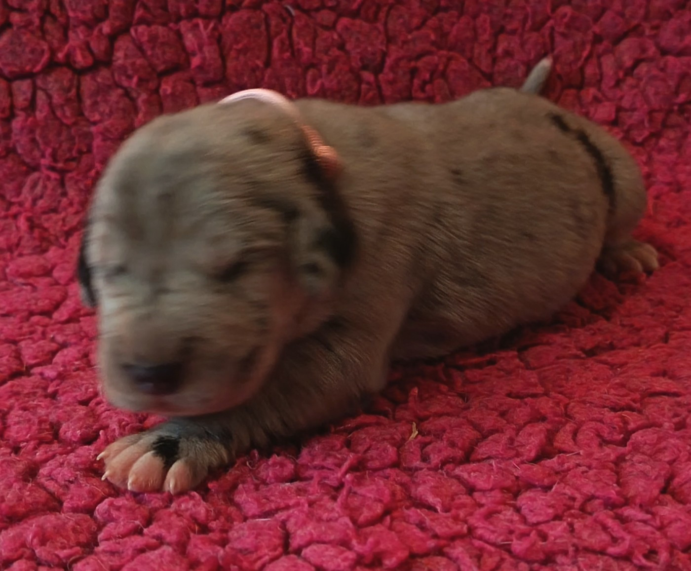 Des Terres Du Grazo - Chiots disponibles - Dogue allemand