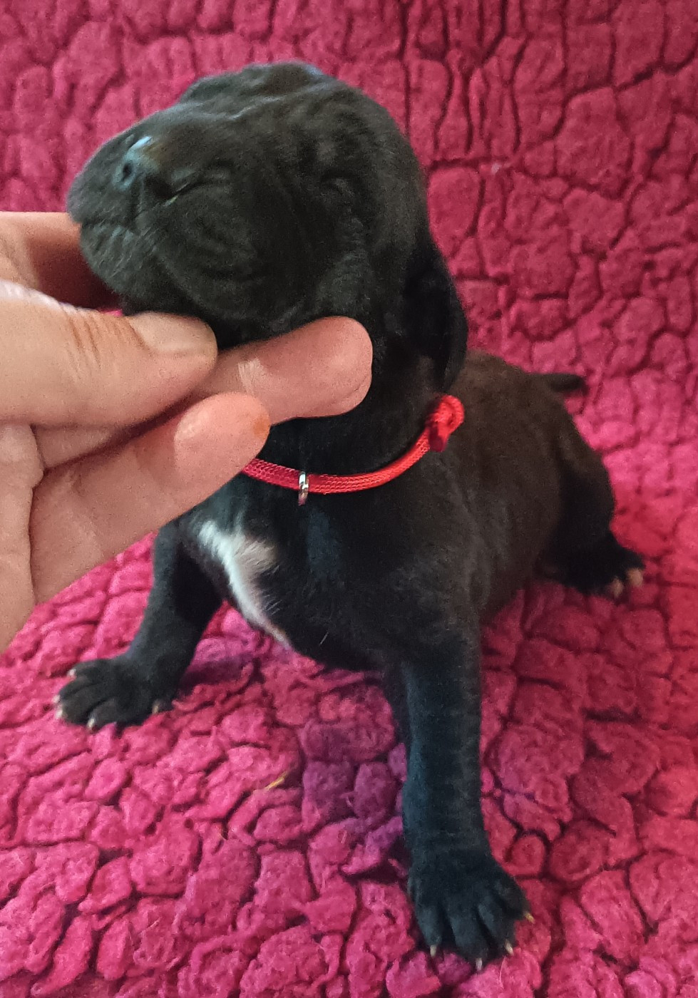 Des Terres Du Grazo - Chiots disponibles - Dogue allemand