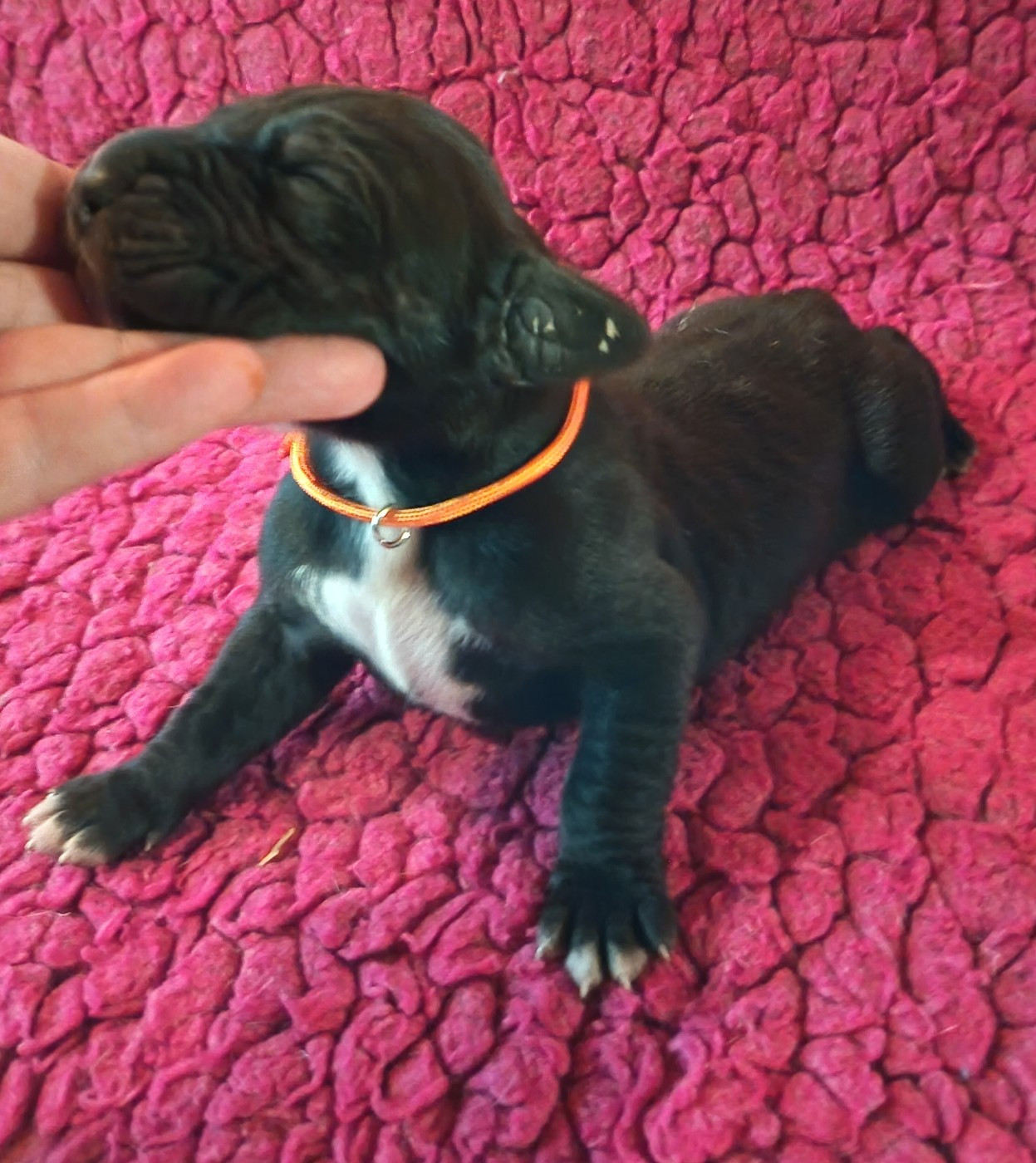Des Terres Du Grazo - Chiots disponibles - Dogue allemand