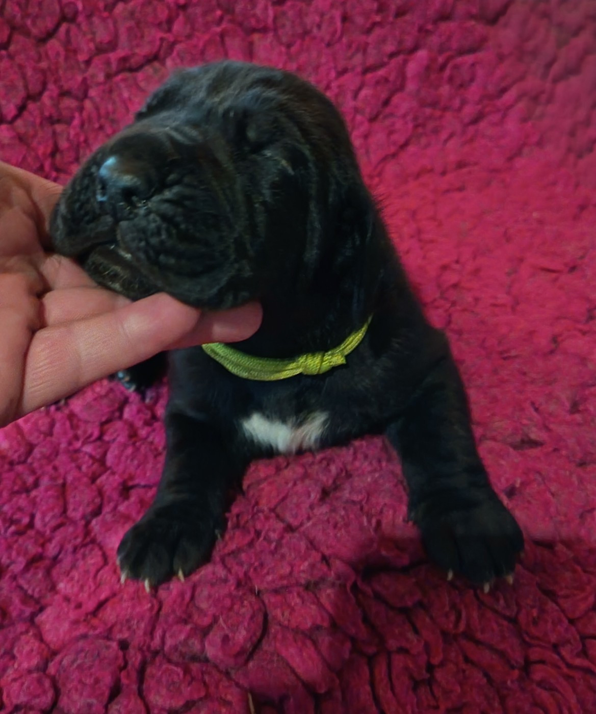 Des Terres Du Grazo - Chiots disponibles - Dogue allemand