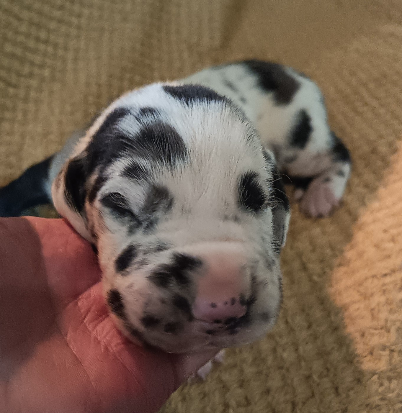 Des Terres Du Grazo - Chiots disponibles - Dogue allemand