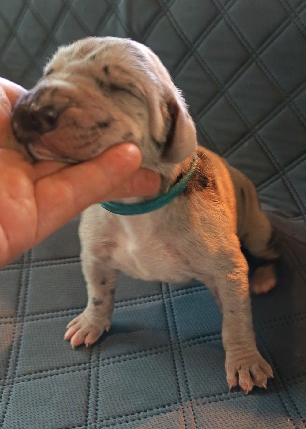Des Terres Du Grazo - Chiots disponibles - Dogue allemand