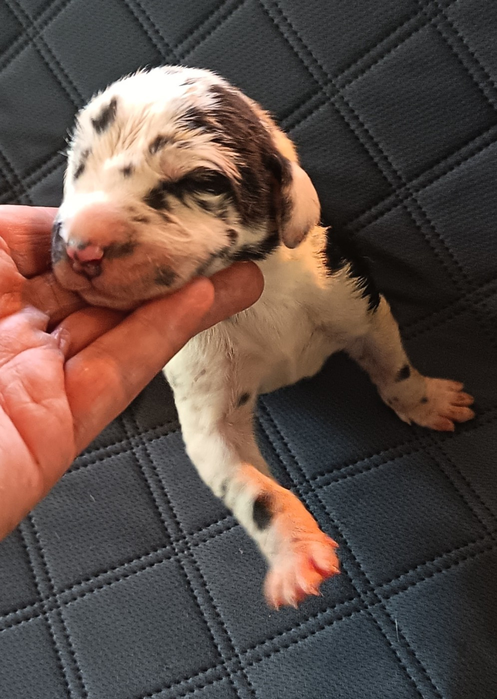 Des Terres Du Grazo - Chiots disponibles - Dogue allemand