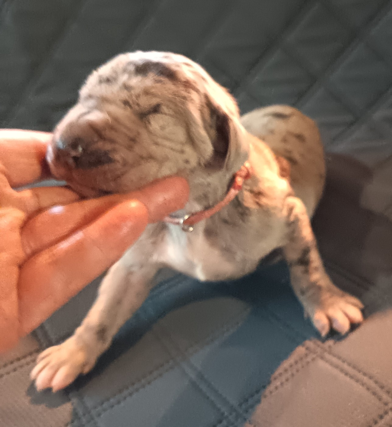 Des Terres Du Grazo - Chiots disponibles - Dogue allemand