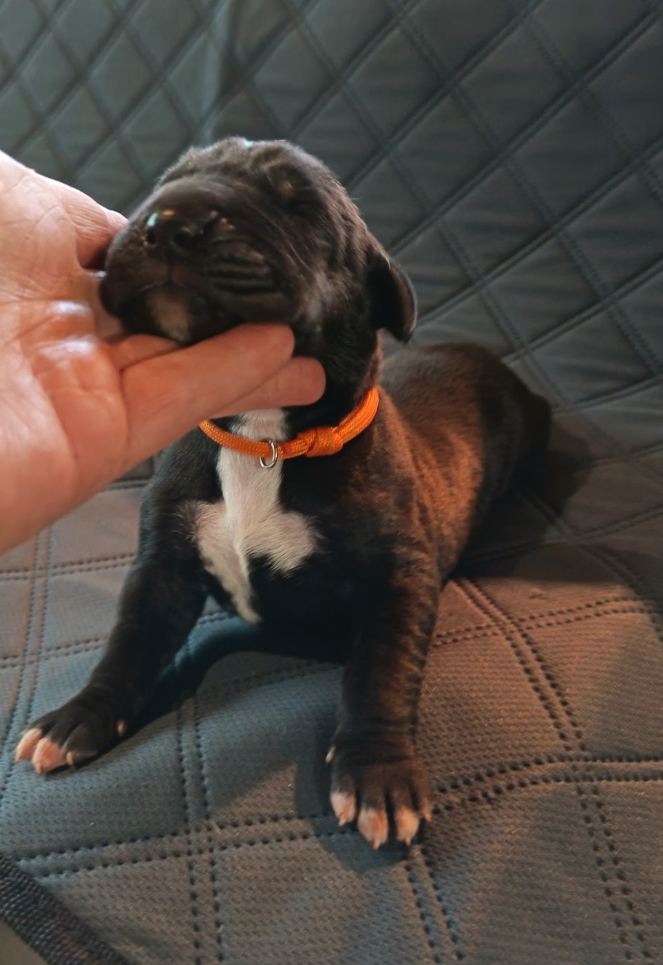 Des Terres Du Grazo - Chiots disponibles - Dogue allemand