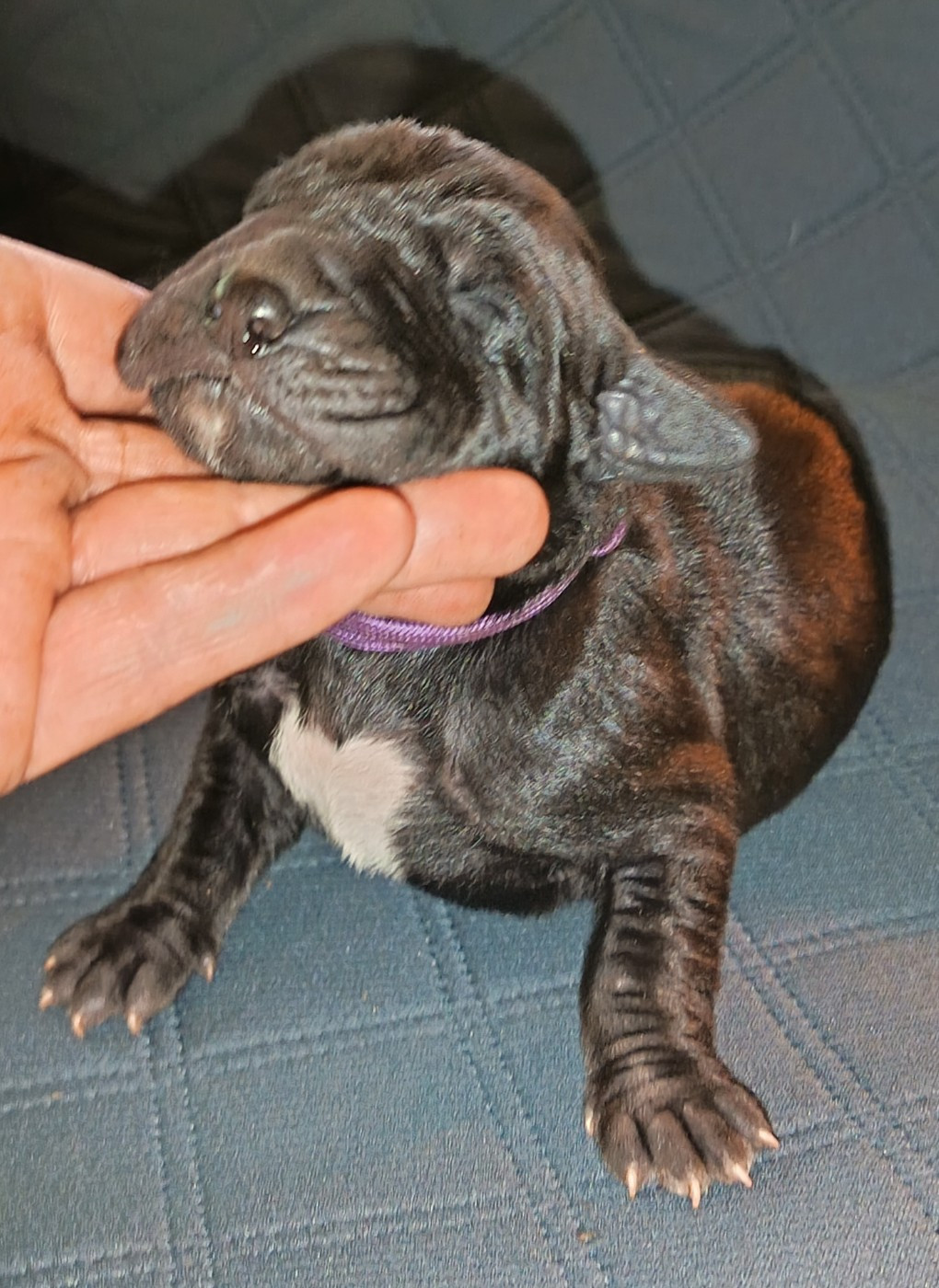Des Terres Du Grazo - Chiots disponibles - Dogue allemand