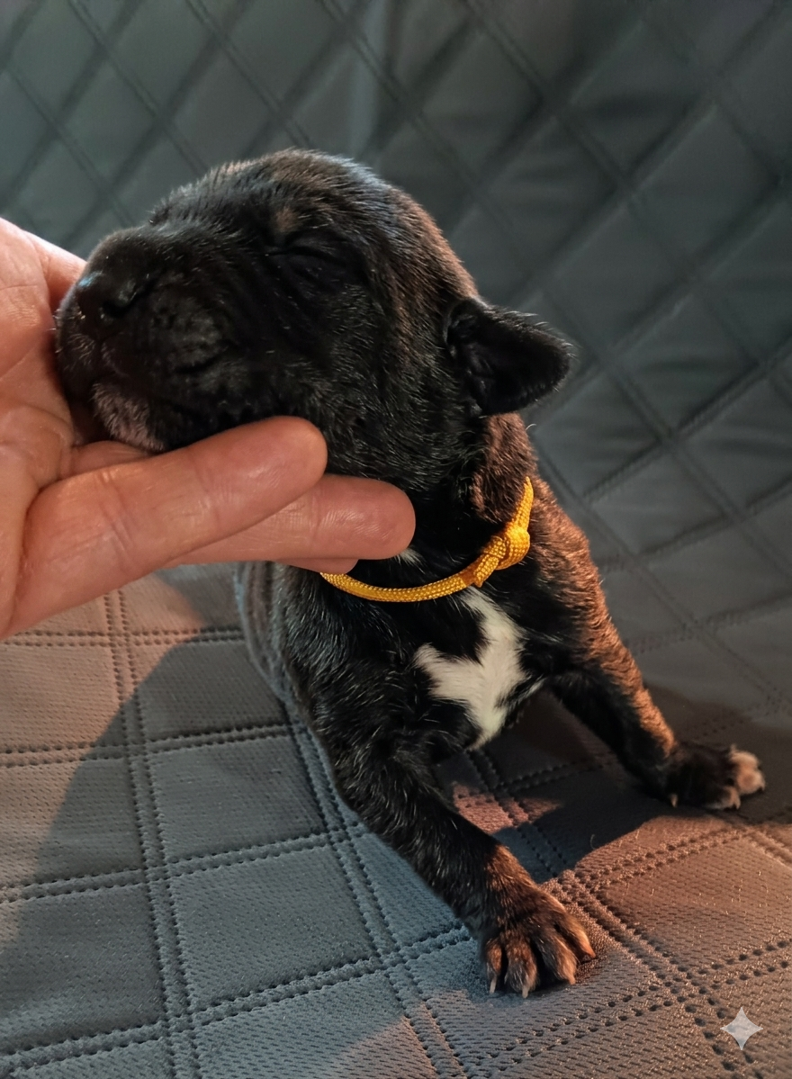 Des Terres Du Grazo - Chiots disponibles - Dogue allemand