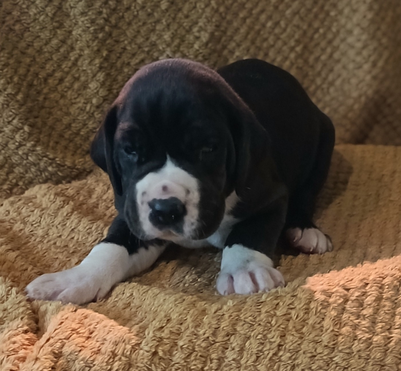 Des Terres Du Grazo - Chiots disponibles - Dogue allemand