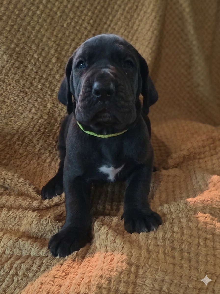 Des Terres Du Grazo - Chiots disponibles - Dogue allemand