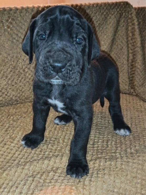 Des Terres Du Grazo - Chiots disponibles - Dogue allemand