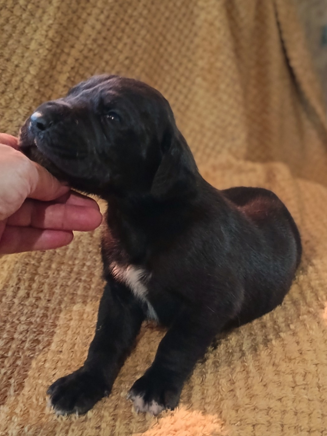 Des Terres Du Grazo - Chiots disponibles - Dogue allemand