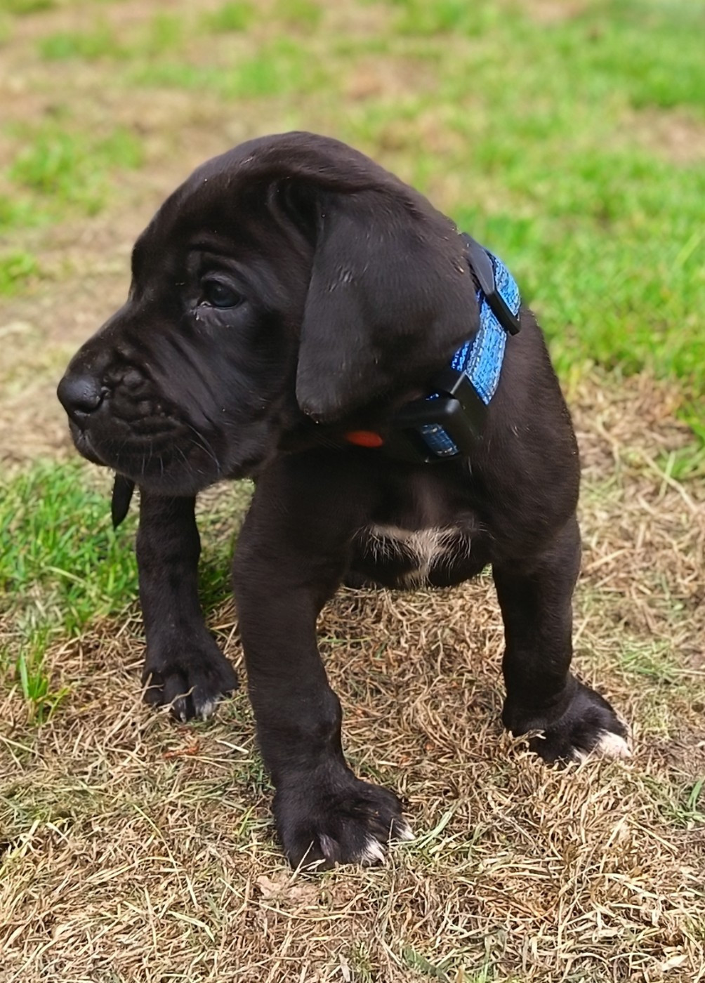 Des Terres Du Grazo - Chiots disponibles - Dogue allemand