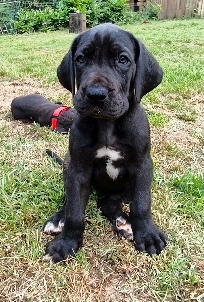 Des Terres Du Grazo - Chiots disponibles - Dogue allemand
