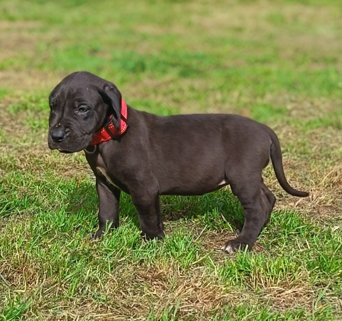 Des Terres Du Grazo - Chiots disponibles - Dogue allemand