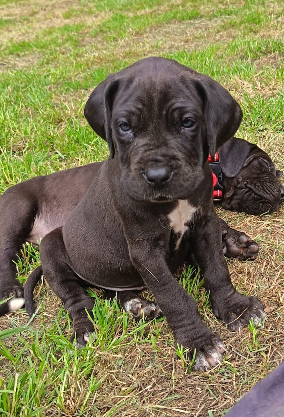 Des Terres Du Grazo - Chiots disponibles - Dogue allemand