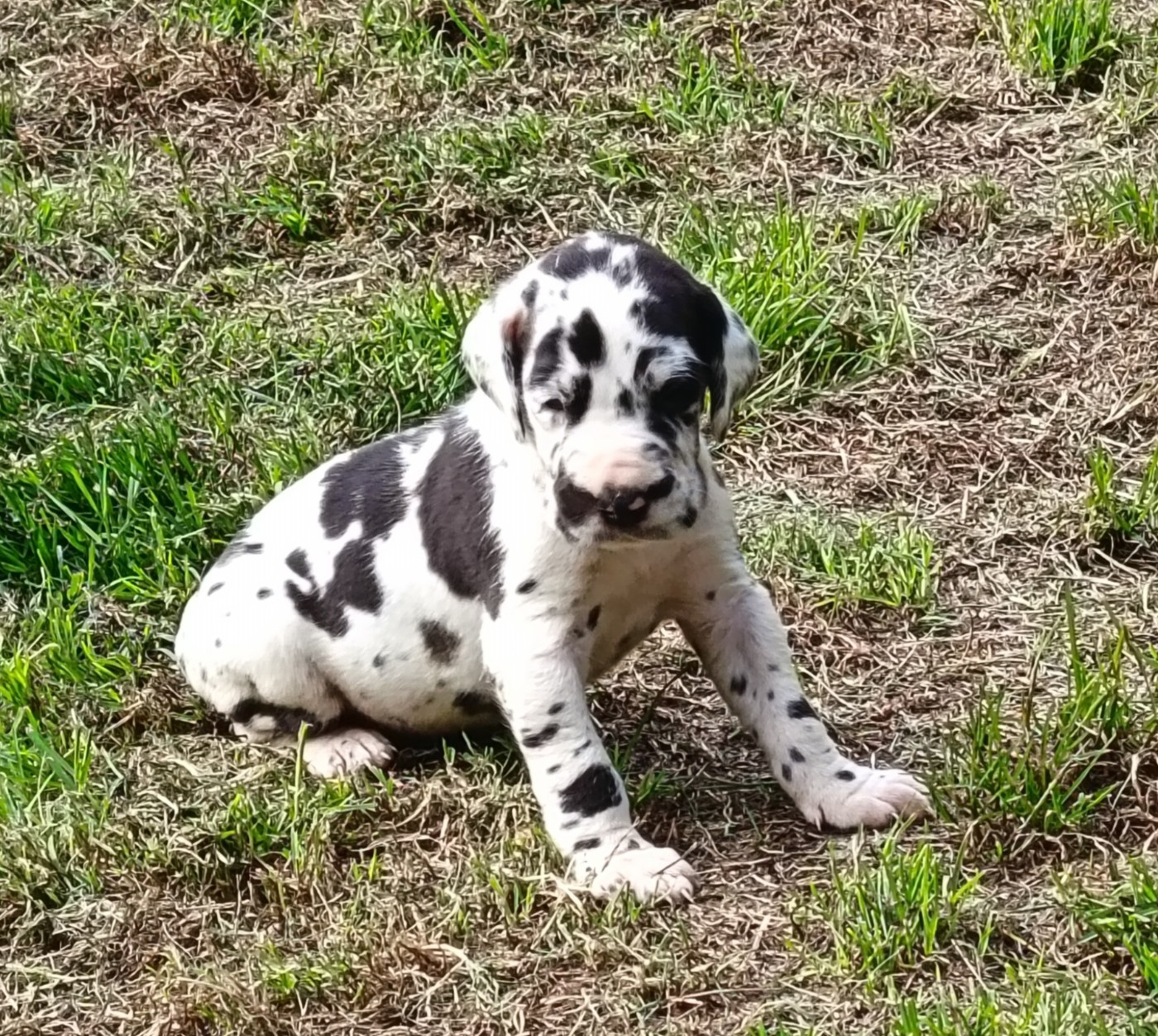 Des Terres Du Grazo - Chiots disponibles - Dogue allemand