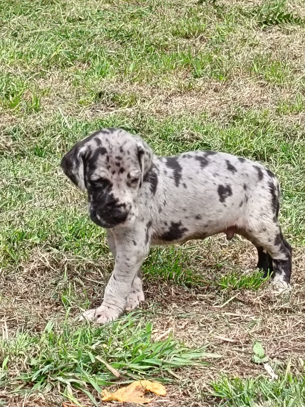 Des Terres Du Grazo - Chiots disponibles - Dogue allemand