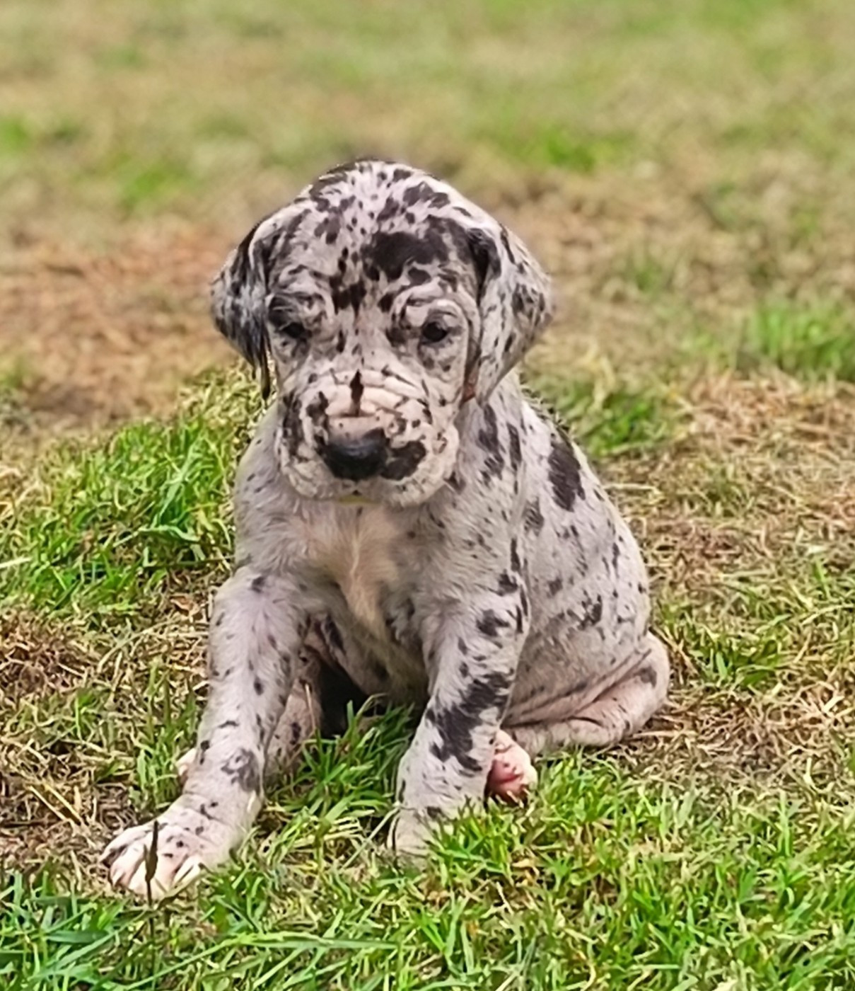 Des Terres Du Grazo - Chiots disponibles - Dogue allemand