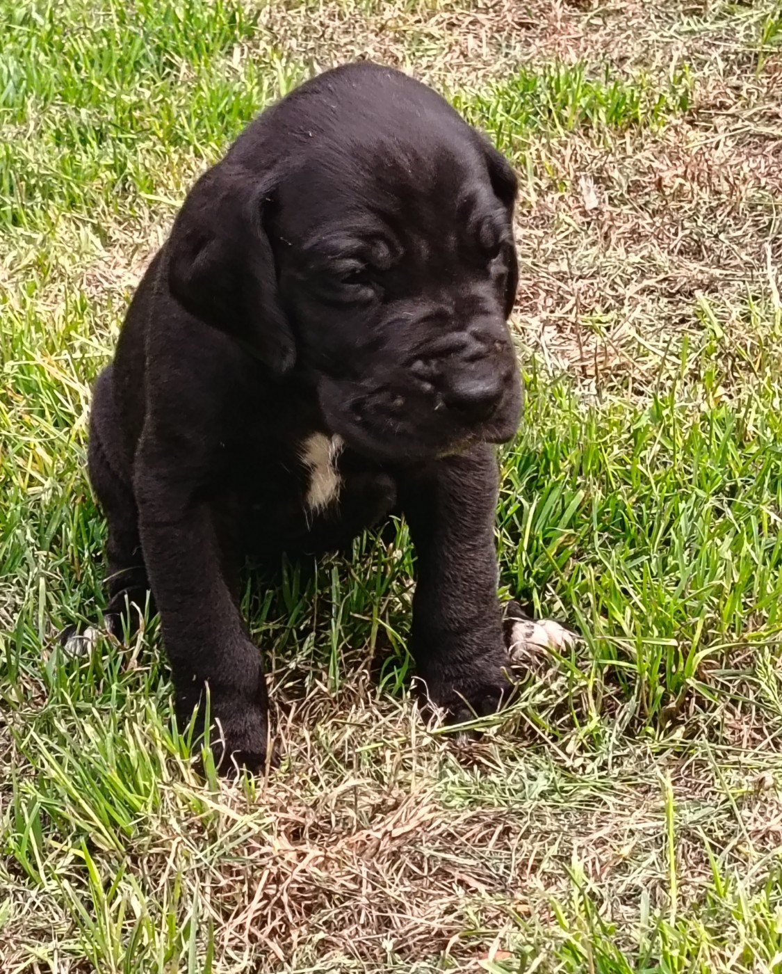 Des Terres Du Grazo - Chiots disponibles - Dogue allemand