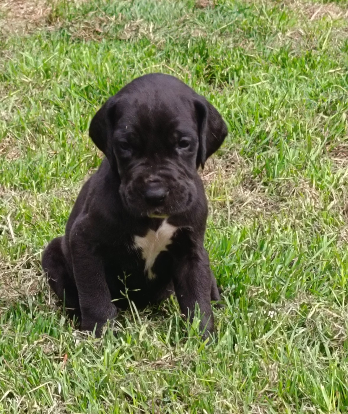 Des Terres Du Grazo - Chiots disponibles - Dogue allemand