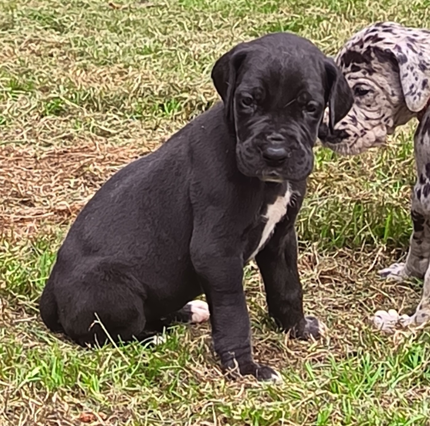 Des Terres Du Grazo - Chiots disponibles - Dogue allemand