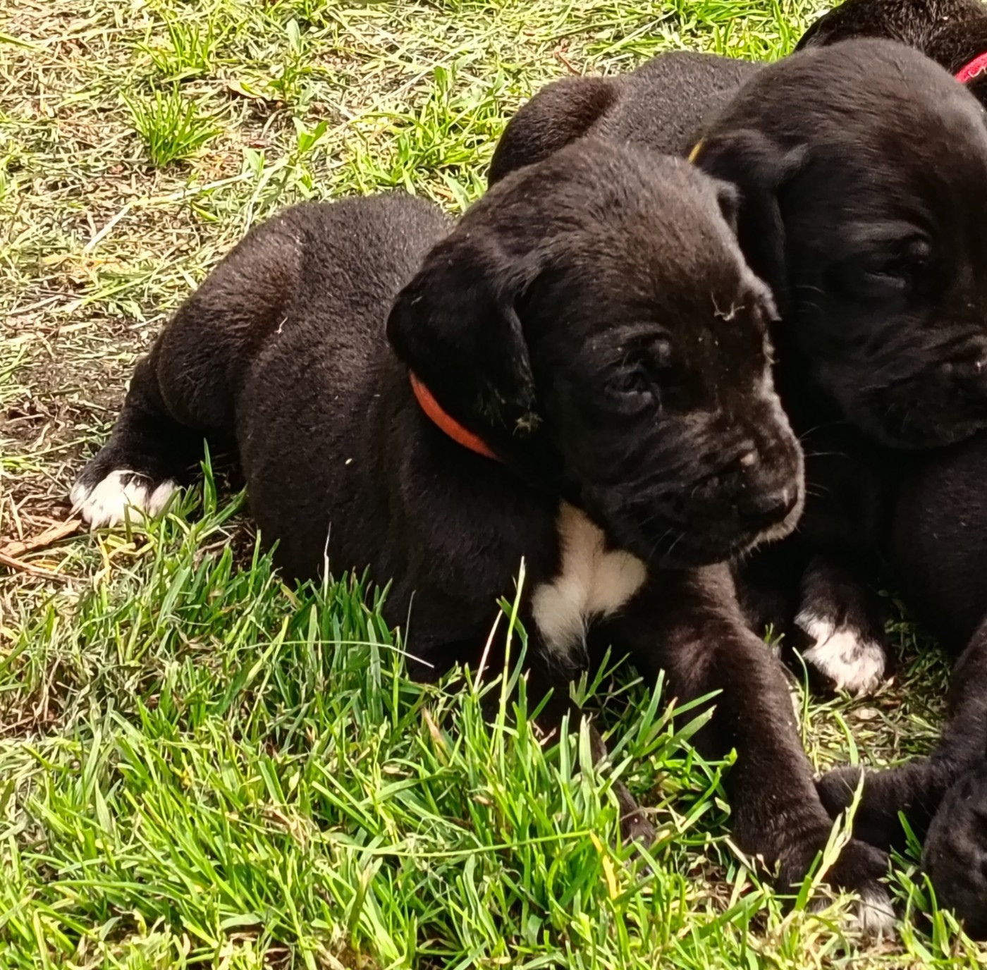 Des Terres Du Grazo - Chiots disponibles - Dogue allemand