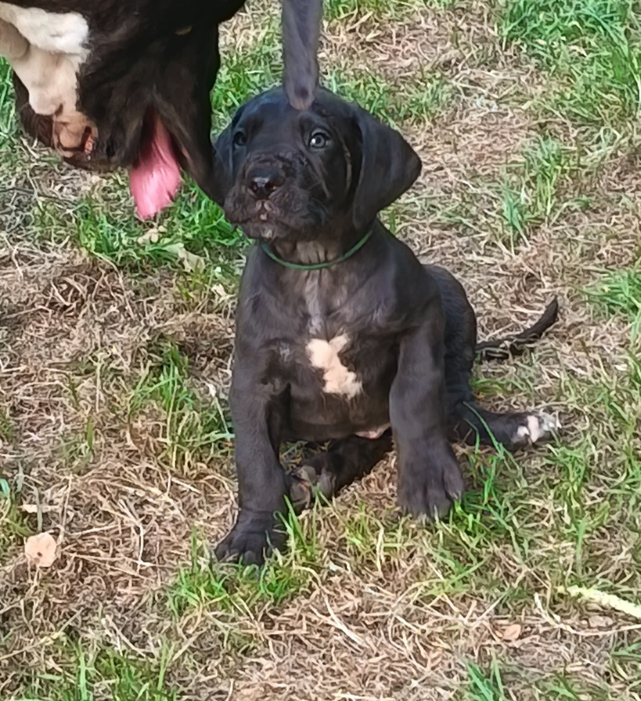 Des Terres Du Grazo - Chiots disponibles - Dogue allemand