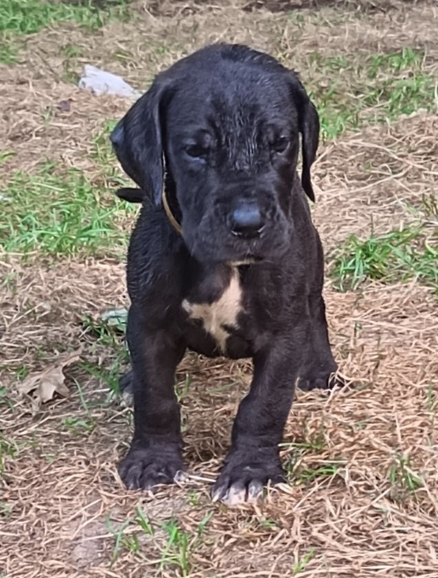 Des Terres Du Grazo - Chiots disponibles - Dogue allemand
