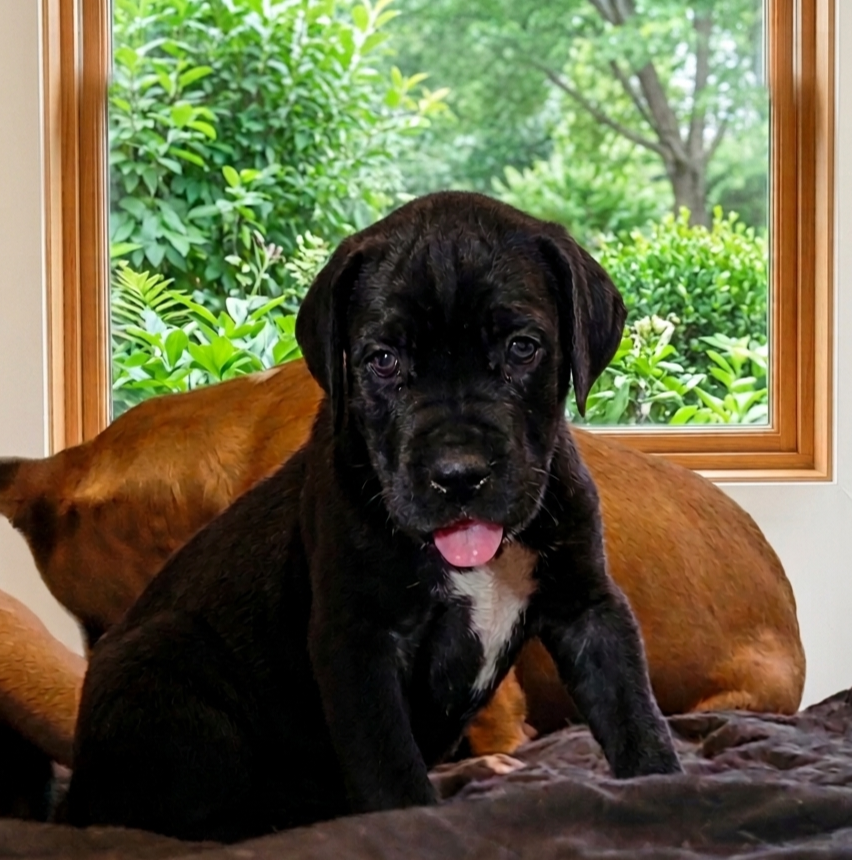 Des Terres Du Grazo - Chiots disponibles - Dogue allemand