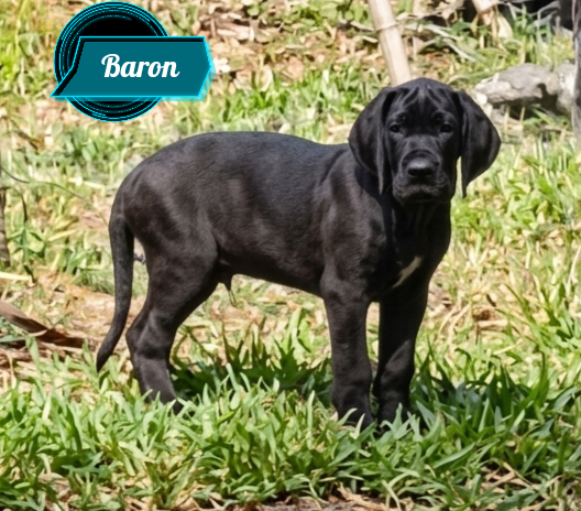 Des Terres Du Grazo - Chiots disponibles - Dogue allemand