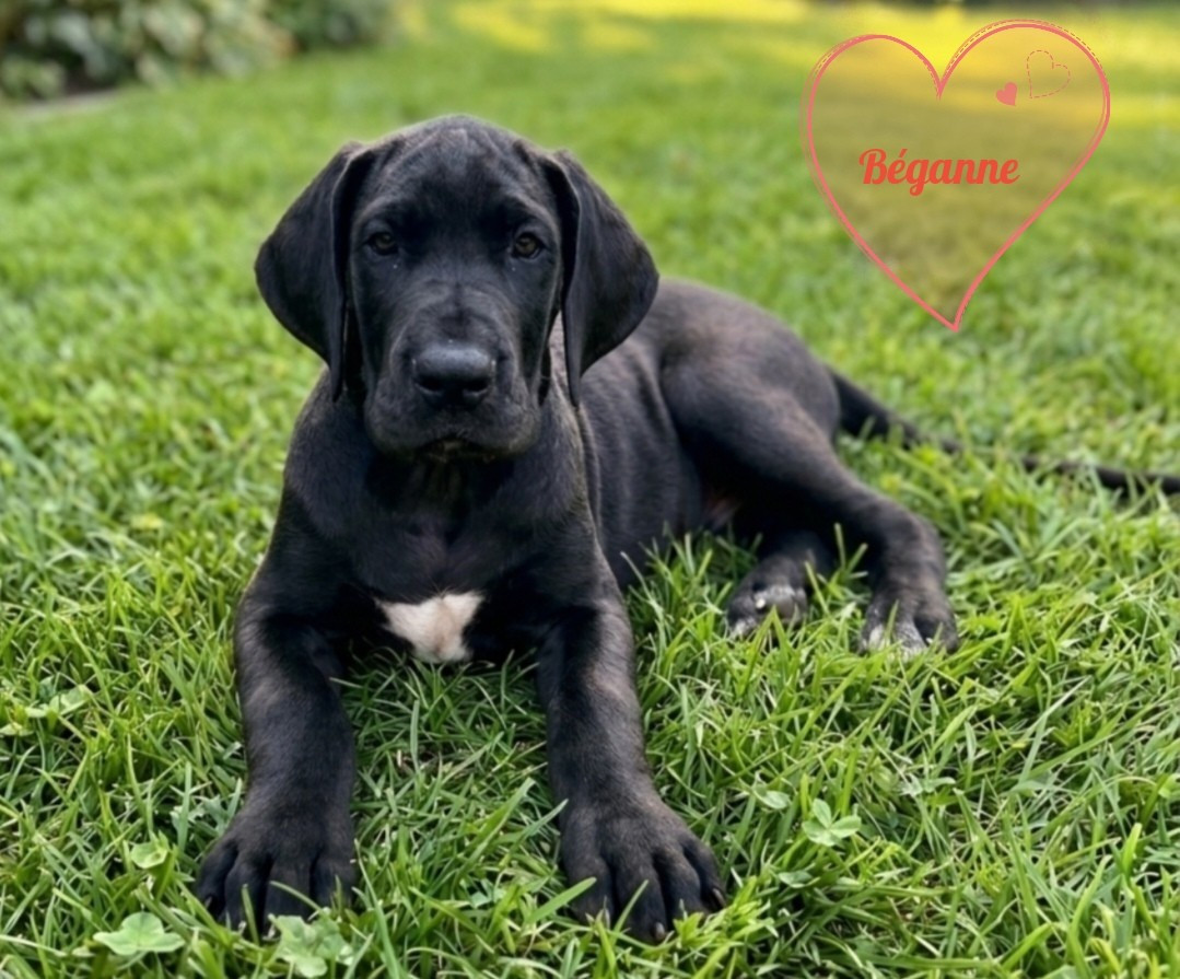 Des Terres Du Grazo - Chiots disponibles - Dogue allemand
